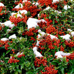 Pyracantha Mohave Shrub