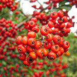 Pyracantha Mohave Shrub