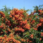Pyracantha Mohave Shrub