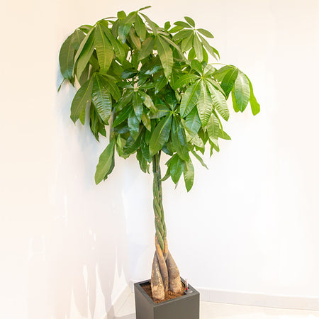 Money Tree