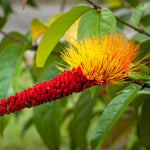 Monkey's Brush Plant