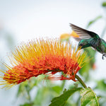 Monkey's Brush Plant