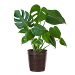 Monstera (Swiss Cheese Plant)