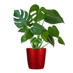 Monstera (Swiss Cheese Plant)