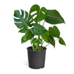 Monstera (Swiss Cheese Plant)