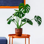 Monstera (Swiss Cheese Plant)