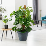 Monstera (Swiss Cheese Plant)