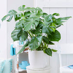 Monstera (Swiss Cheese Plant)