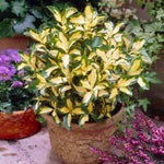 Bright yellow centers on this evergreen beauty.