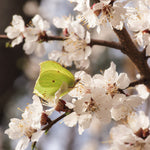 Moorpark Apricot is filled with flowers every spring.