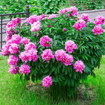 Mr. Ed Peony