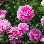 Mr. Ed Peony