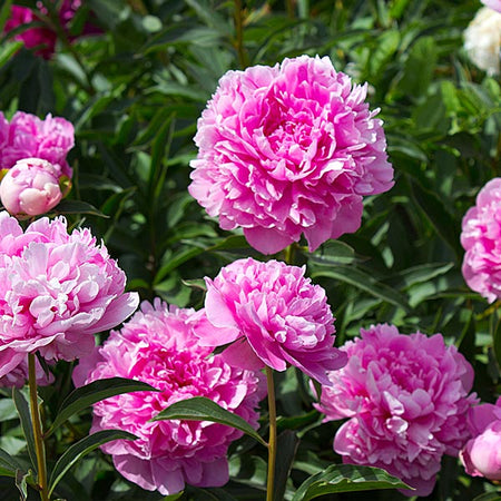 Mr. Ed Peony