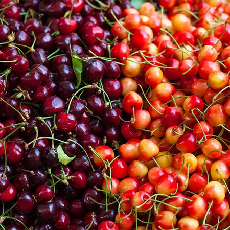 4-in-1 Cherry Tree