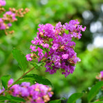 Muskogee Crape Myrtles have a bright purple bloom.