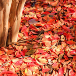 The best performing crape myrtle for fall color is the Muskogee.