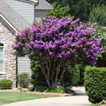 Blooms are very long lasting, all summer to fall.