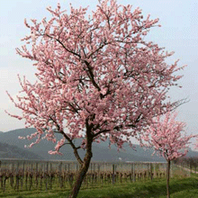 NE Plus Almond Tree