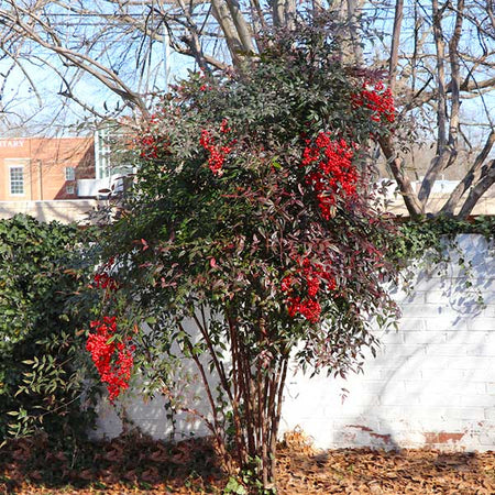 Heavenly Bamboo Nandina Shrub