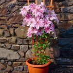 Nelly Moser Clematis Vine