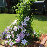 Nelly Moser Clematis Vine