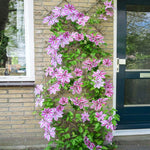 Nelly Moser Clematis Vine