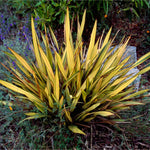 New Zealand Flax