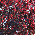 The setting sun makes the flowering plums leaves even more dramatic.