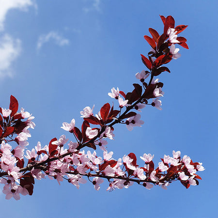 Newport Plum Tree