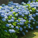 Images are of mature plants.