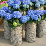 Hydrangea make great cut flowers!
