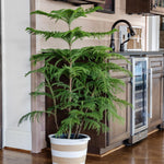 Norfolk Island Pine Tree