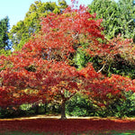 Fall color can be dependent on conditions but can range from bright orange to red.