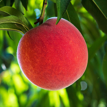 O'Henry Peach Tree