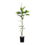 Valencia Orange Tree