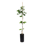Valencia Orange Tree