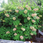 Images are of mature plants
