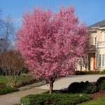 Okame Cherry Tree