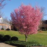 Okame Cherry trees bloom in spring.