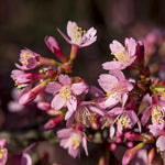 Okame Cherry Tree
