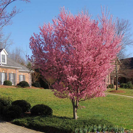Okame Cherry Tree