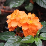 Orange Marmelade Crossandra is a prolific bloomer with a bright orange that never fades.