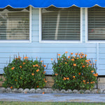 Orange Marmelade Crossandra is a prolific bloomer with a bright orange that never fades.