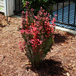 Summer color is a rainbow. New foliage is bright green and sun exposure turns it to many shades of red to orange.