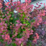 Orange Rocket Barberry Shrub