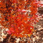 In fall Orange Rocket turns to a fiery orange.
