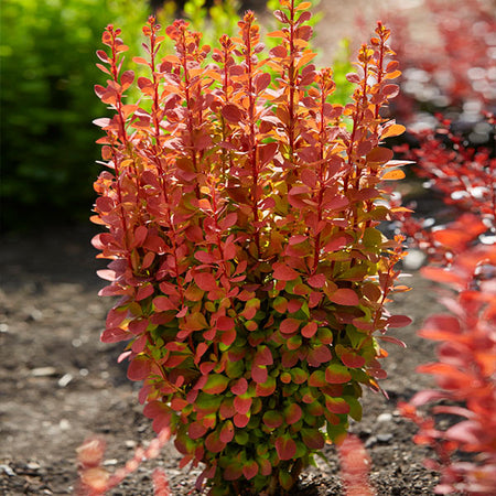 Orange Rocket Barberry Shrub