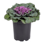 Ornamental Kale