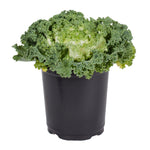Ornamental Kale