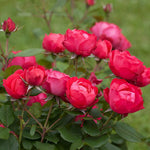 Courtesy of Proven Winners - www.provenwinners.com